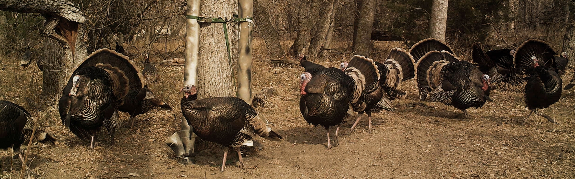 Nebraska South Dakota Merriam Turkey Hunting